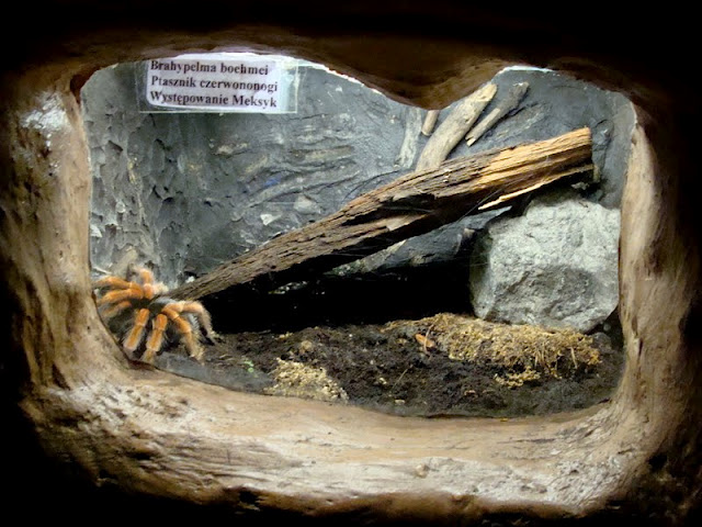 Terrarium of Brachypelma boehmei