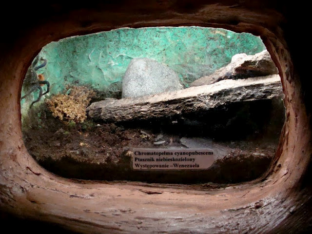 Terrarium of Chromatopelma cyanopubescens