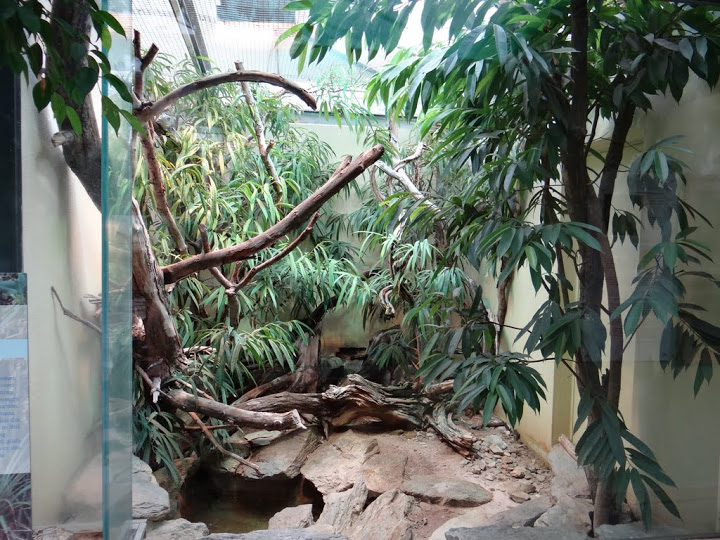 Terrarium of Ctenosaura bakeri