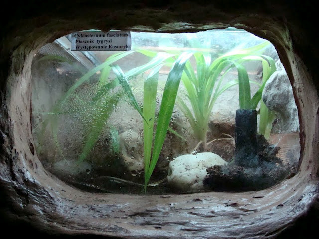 Terrarium of Cyclosternum fasciatum