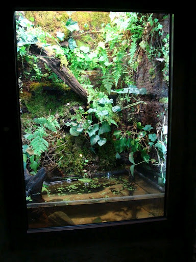 Terrarium of frogs