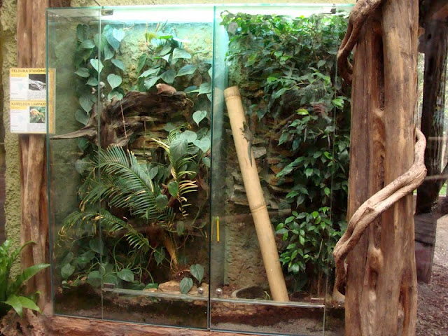 Terrarium of Furcifer pardalis/Phelsuma standingi