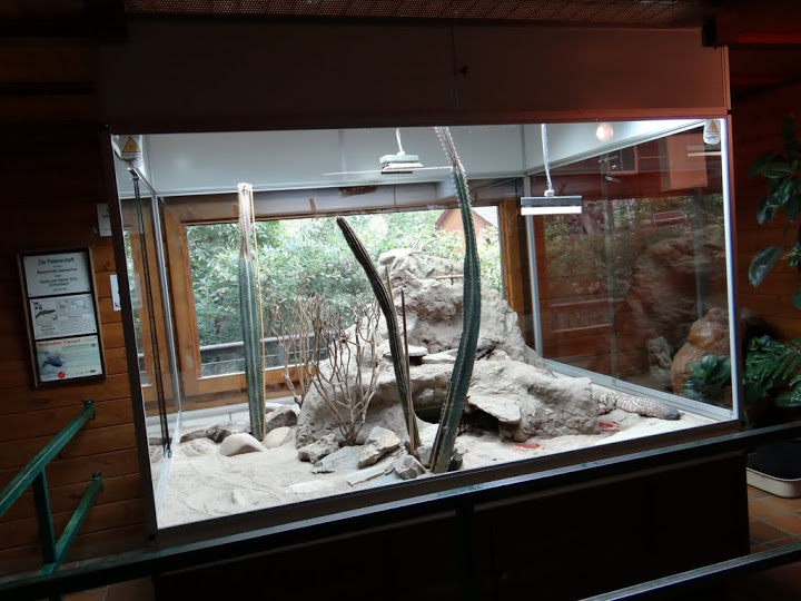 Terrarium of Haloderma horridum