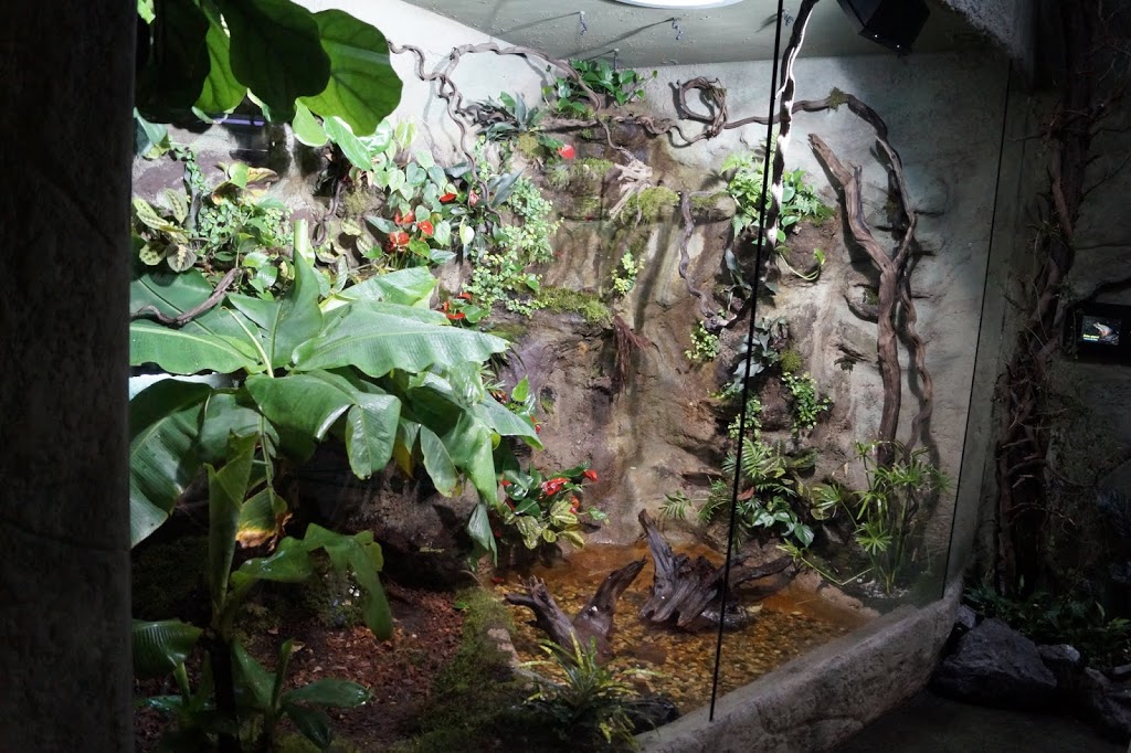 Terrarium of Leptodactylus fallax