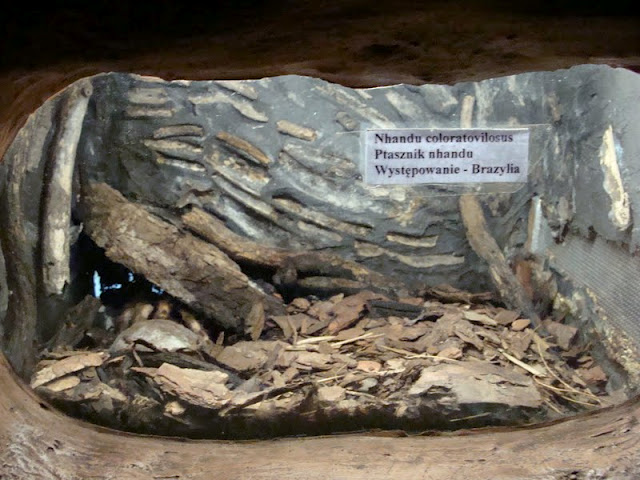 Terrarium of Nhandu coloratovilosus