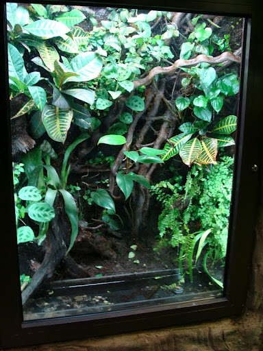 Terrarium of Pelodryas careuela
