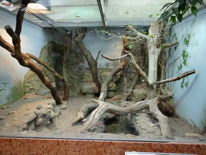 Terrarium of Varanus s.cumingi