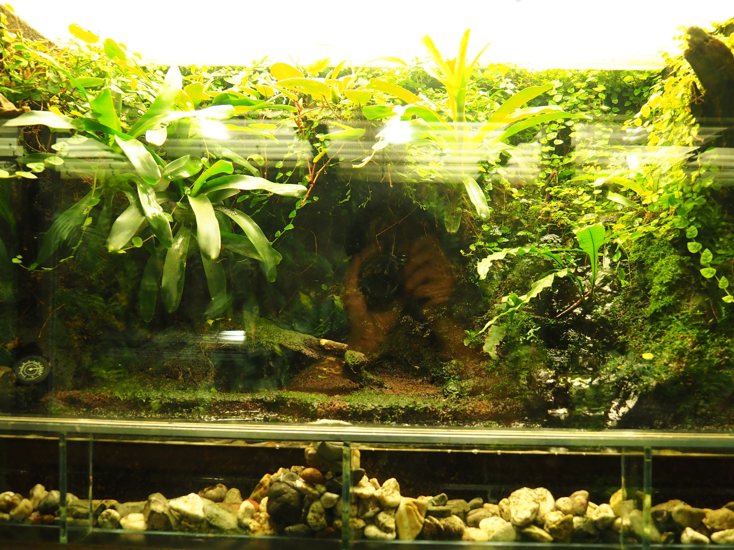 Terrarium Oophaga pumilio and Dendrobates auratus (Oct 13th, 2018)