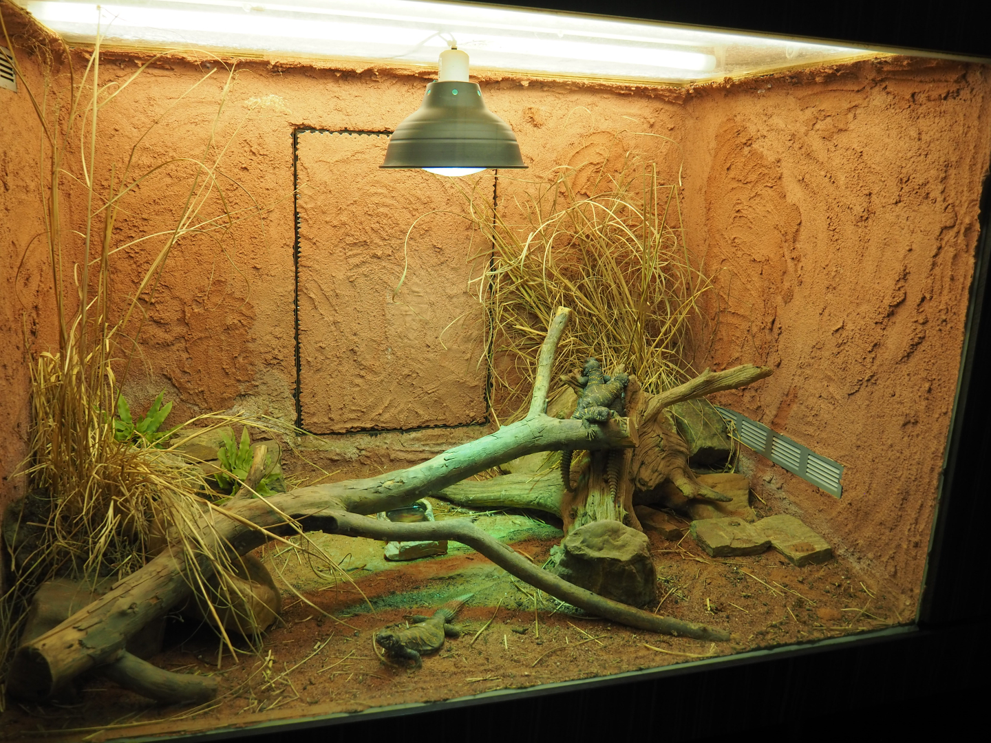 Terrarium Ornate mastigures, 2019-12-30