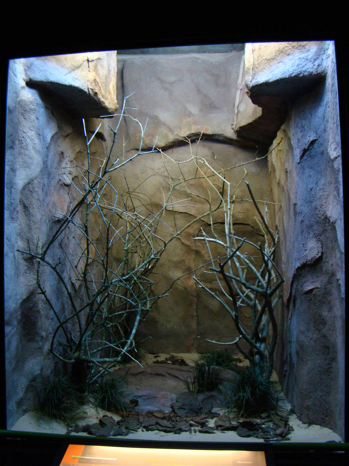 Terrarium Oxyrhopus guibei