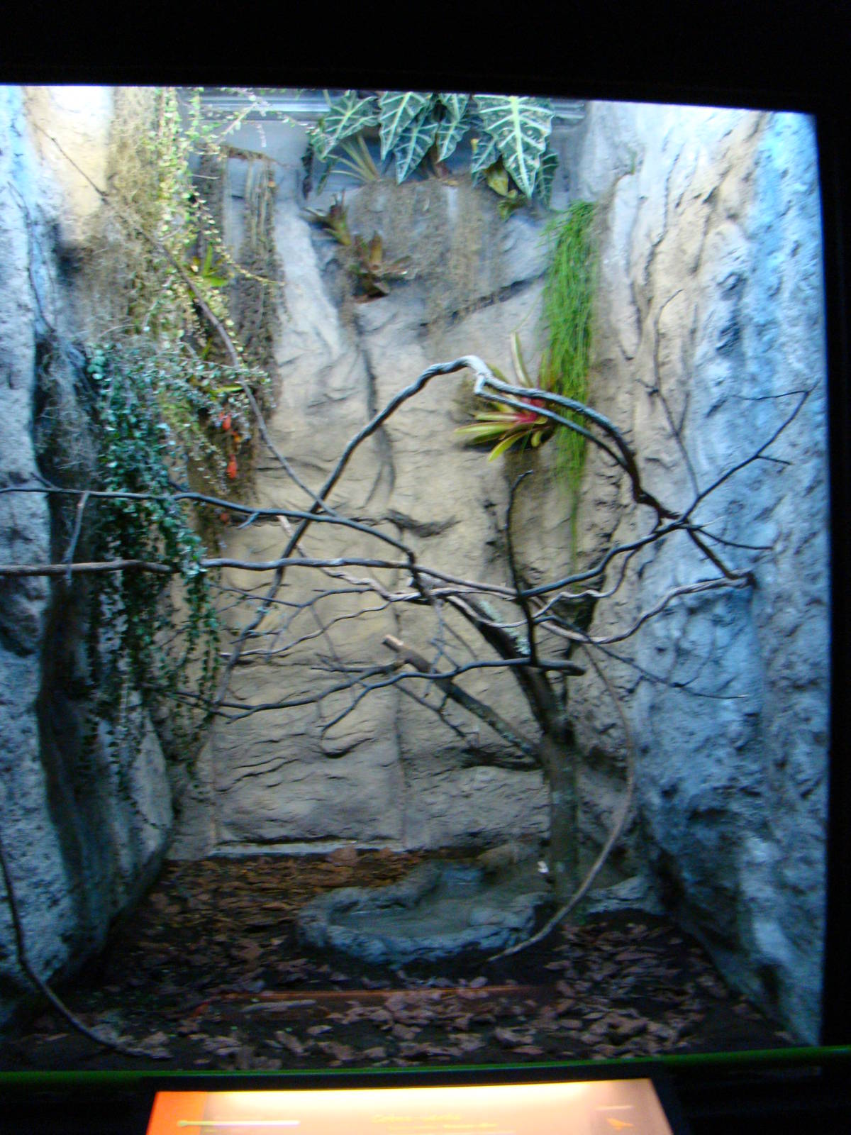 Terrarium Philodryas olfersii