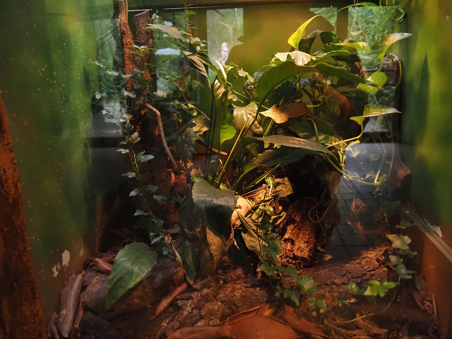 Terrarium Poecilotheria species, 2025-05-22