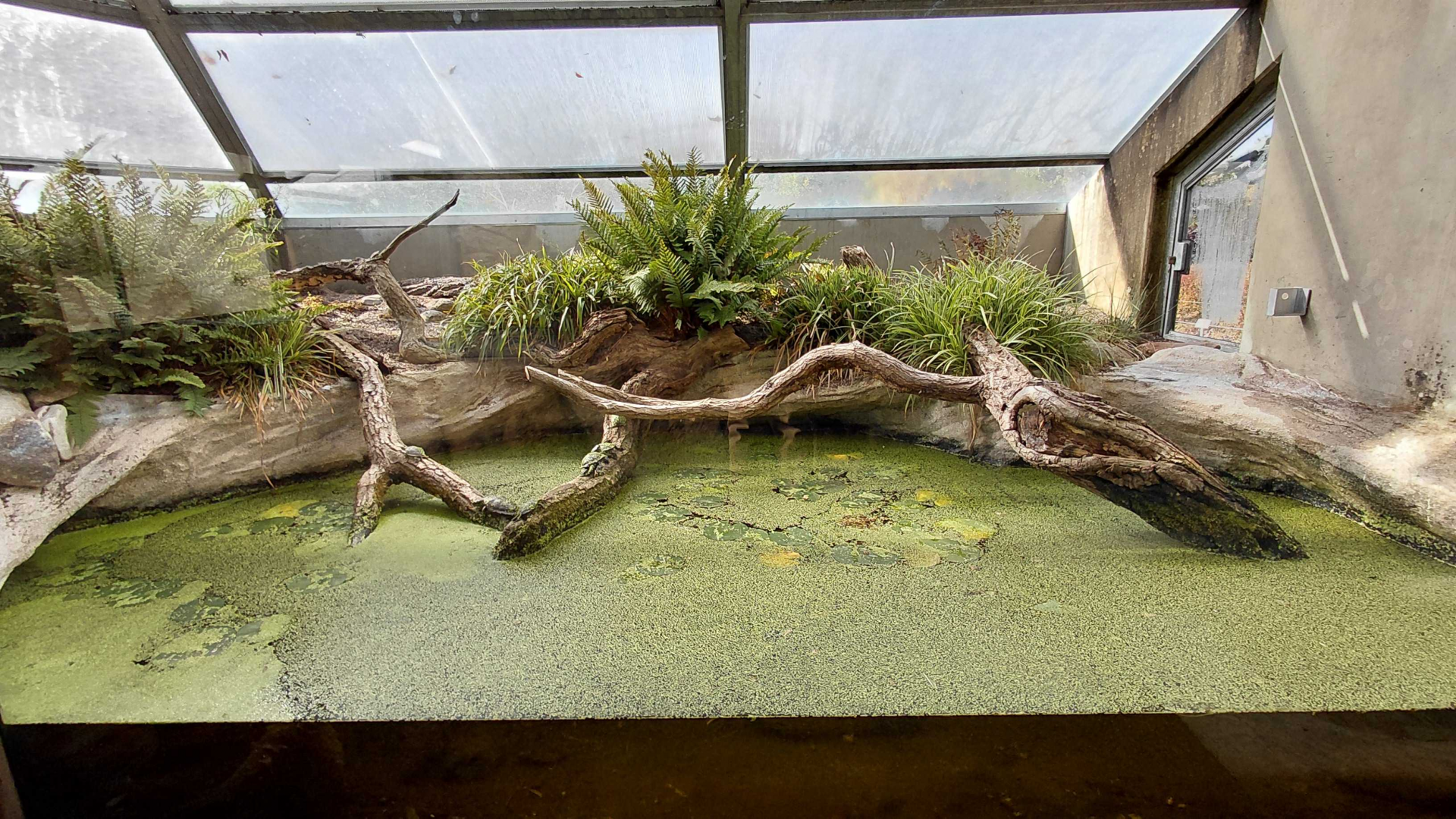 Terrarium - pond turtle indoor exhibit