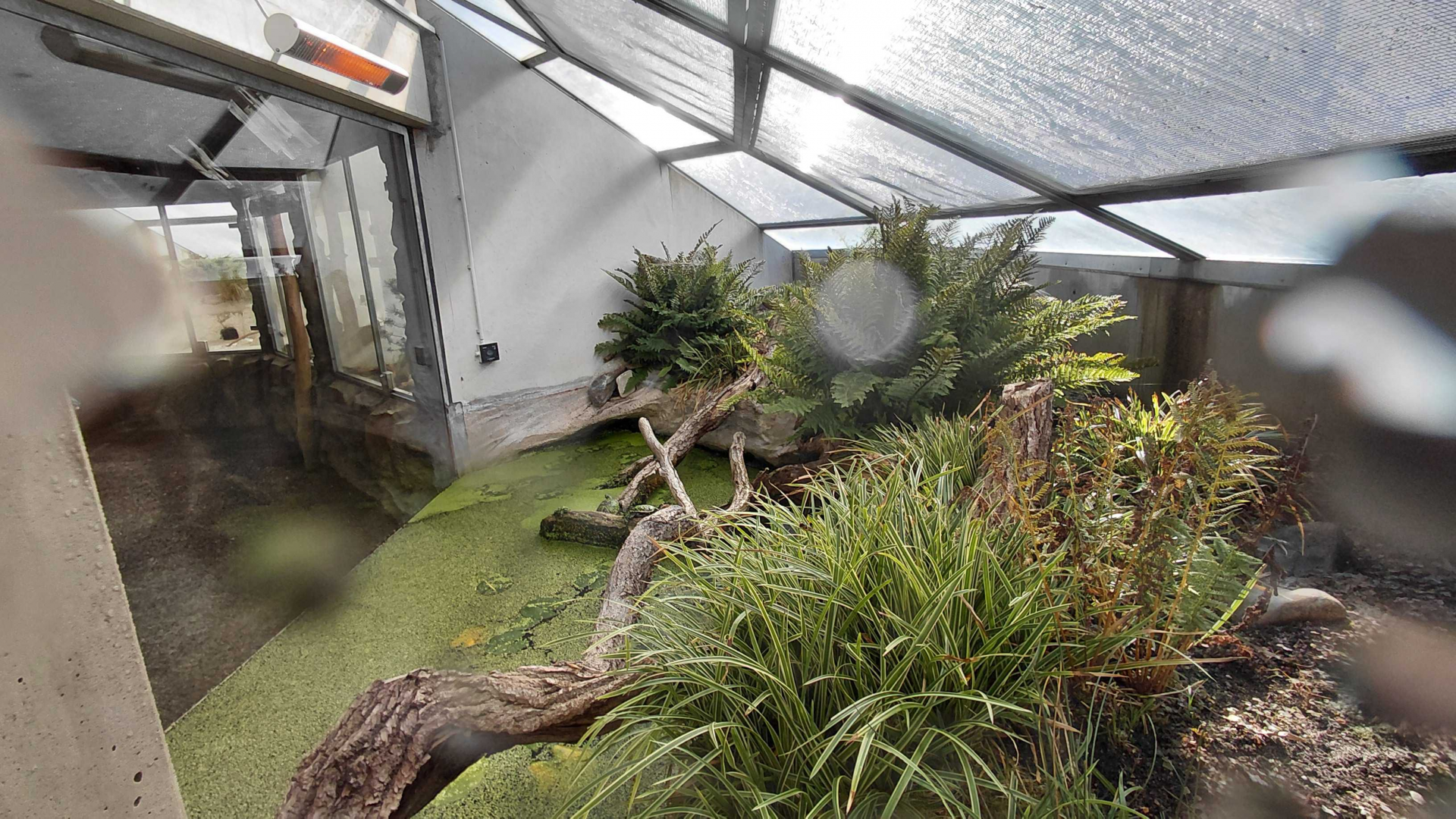 Terrarium - pond turtle indoor exhibit