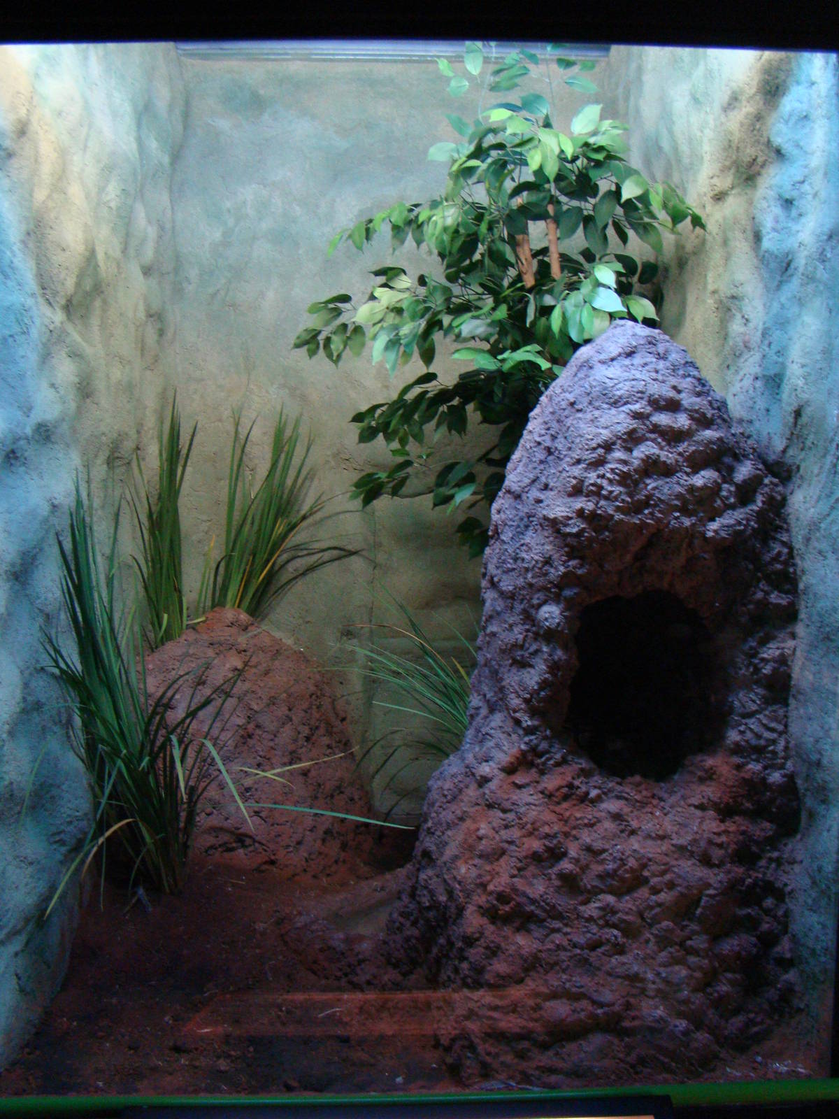 Terrarium Python regius