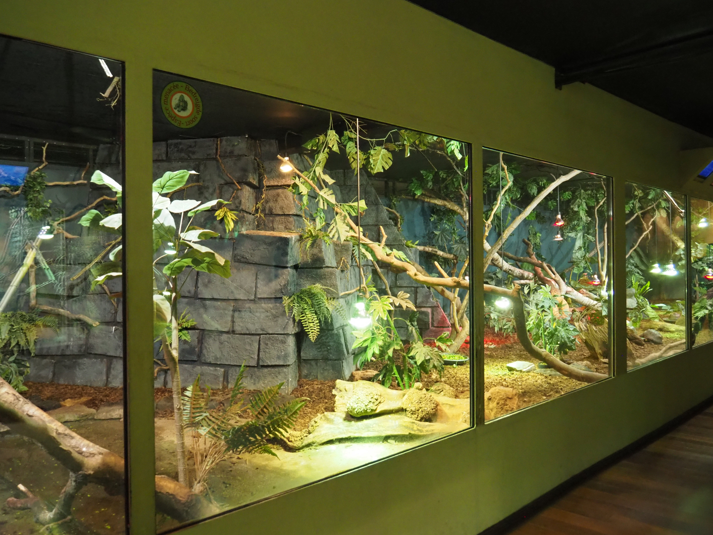 Terrarium Red-footed tortoise, Green iguana and Colombia spectacled caiman, 2020-09-02