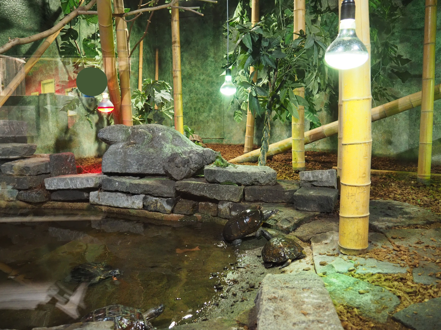 Terrarium Reticulated python, Asian forest tortoise and Asian leaf turtle, 2020-09-02