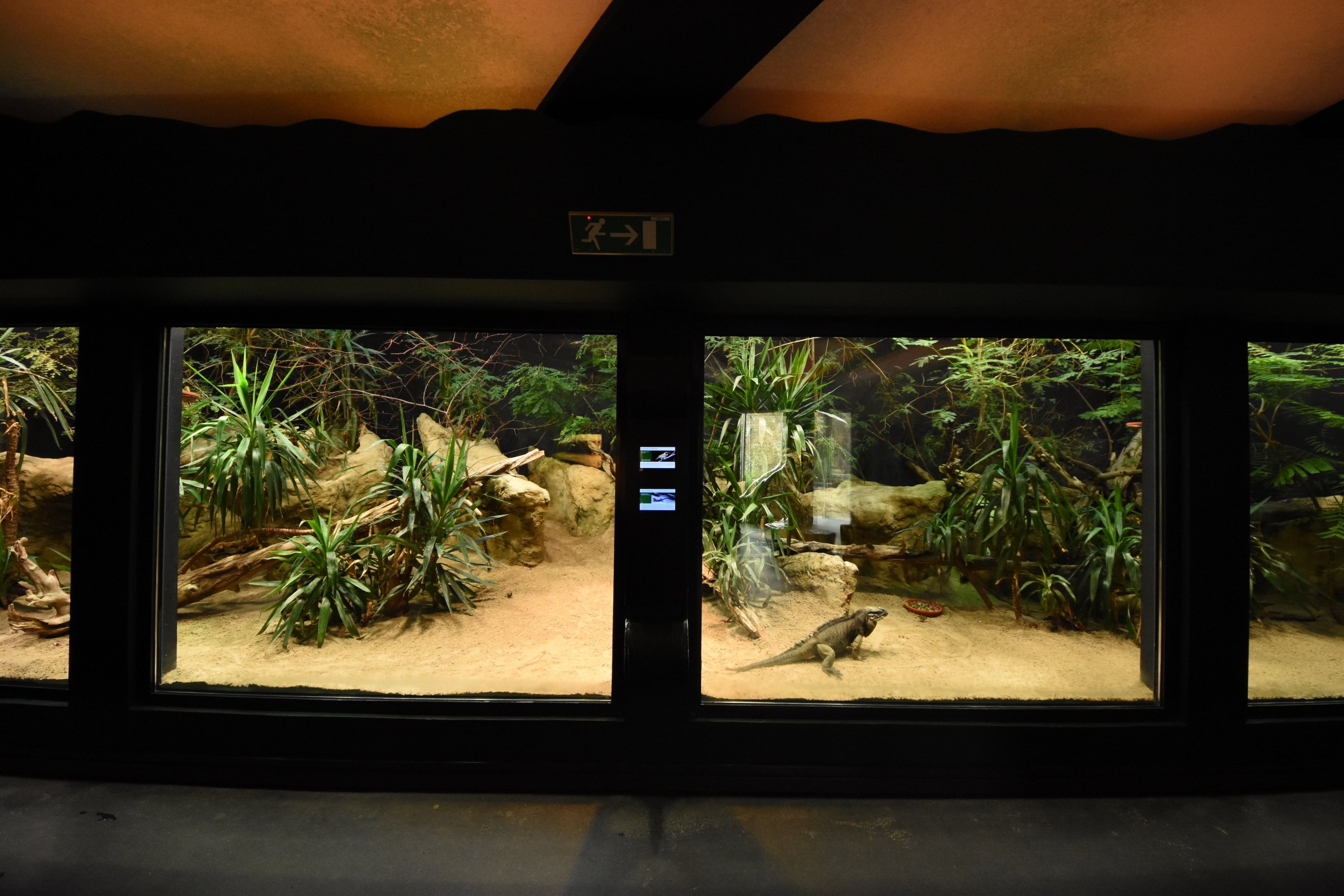 Terrarium - Rhinoceros iguana