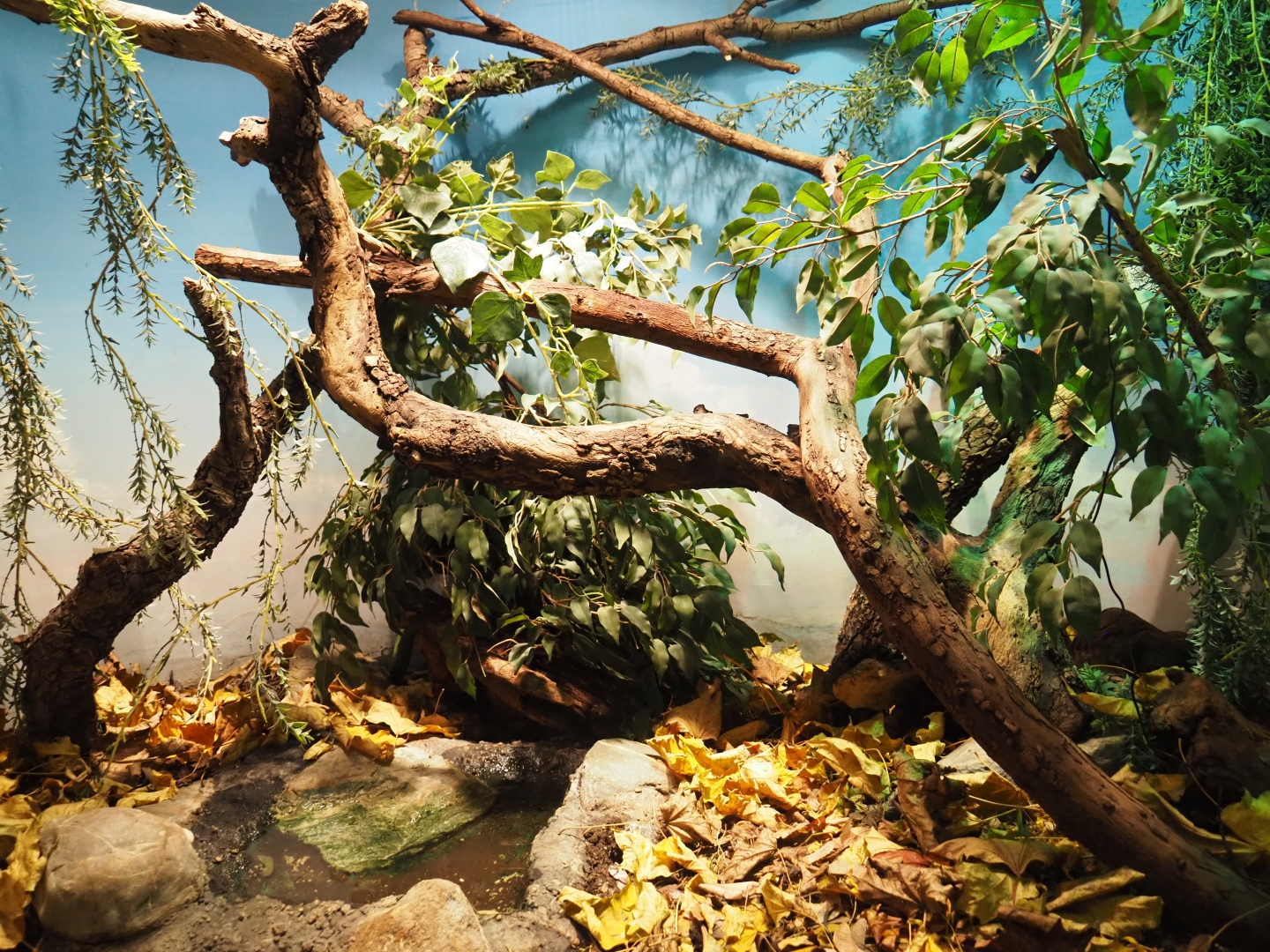 Terrarium Rhinoceros rat snake (Nov 10th, 2018)