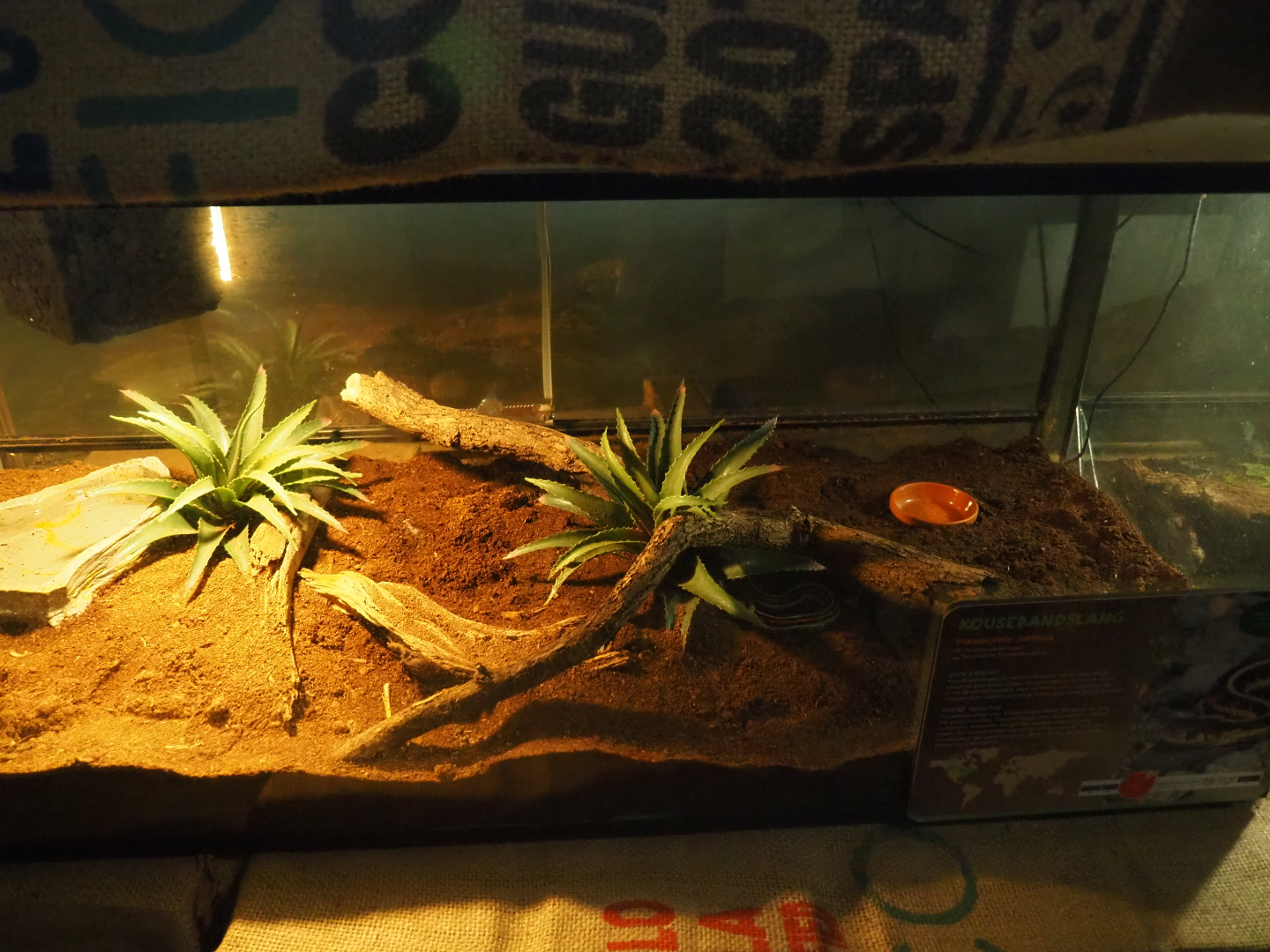 Terrarium San Francisco garter snake, 2019-06-01