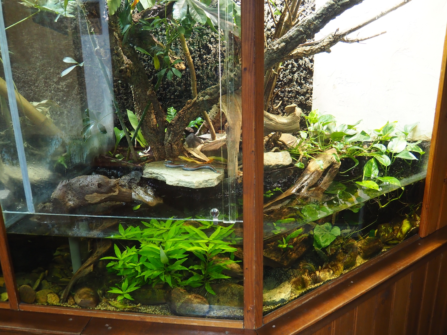 Terrarium San Francisco garter snake (Thamnophis sirtalis tetrataenia)