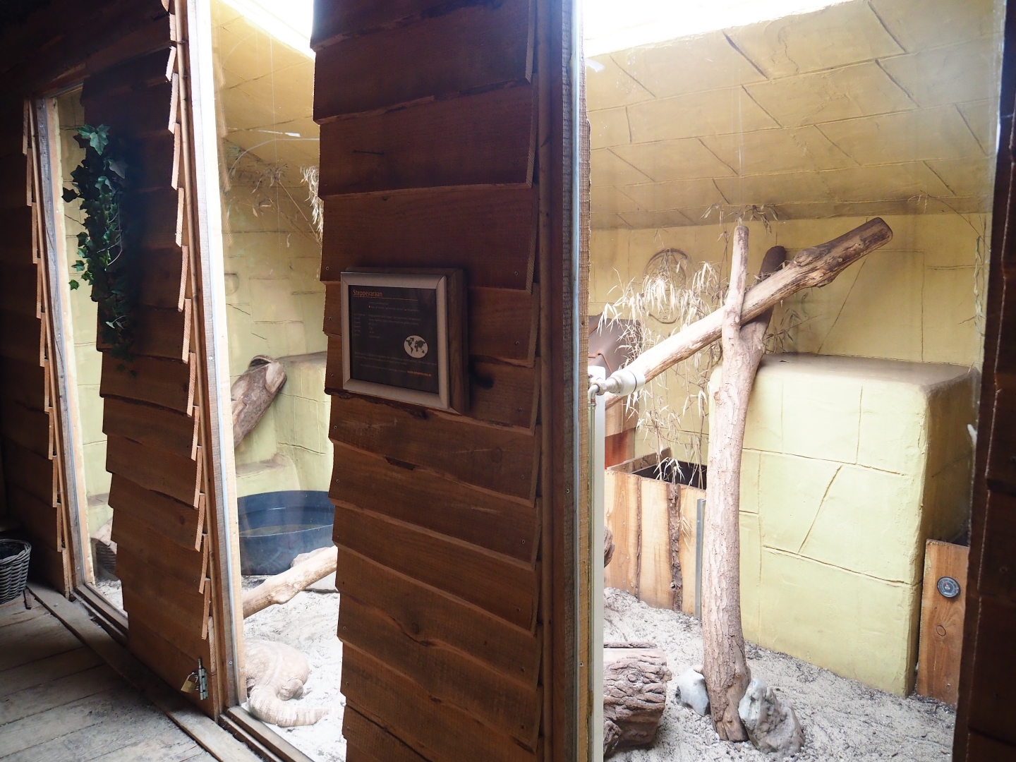 Terrarium savannah monitor