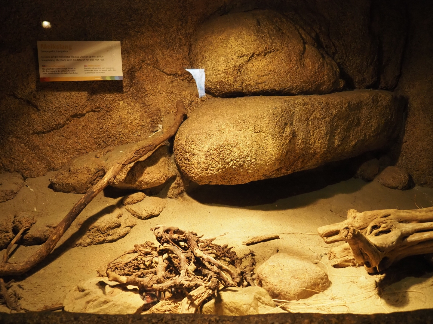 Terrarium Sinaloan milksnake (Sep 16th, 2018)