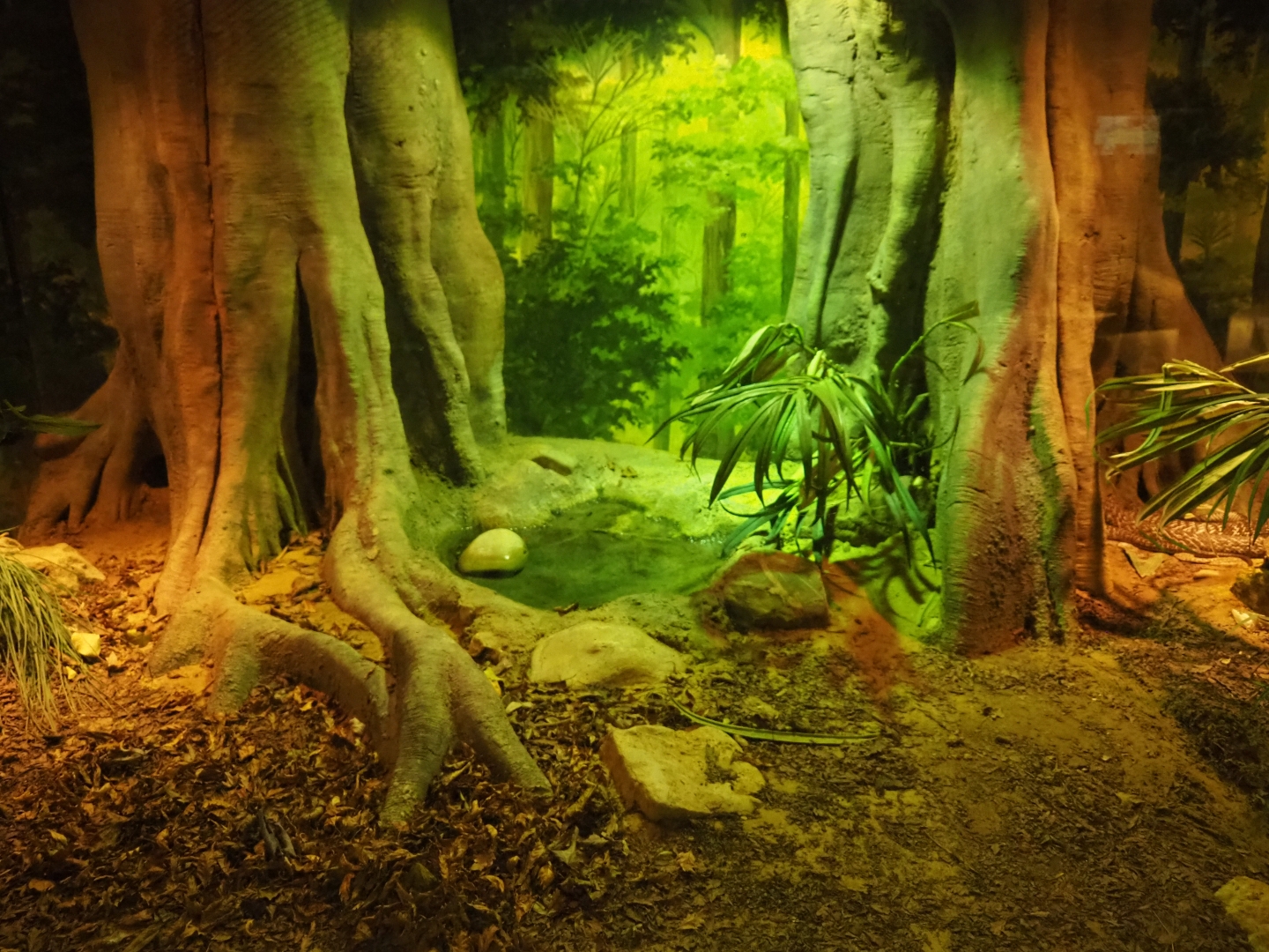 Terrarium spectacled cobra (Nov 10th, 2018)