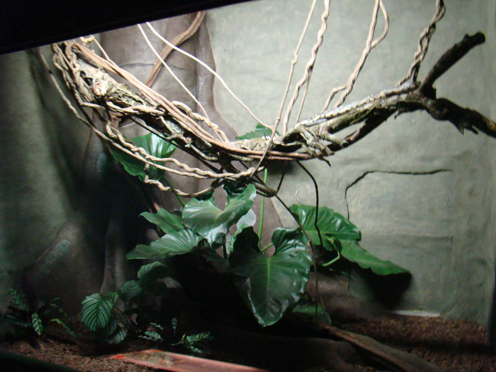 Terrarium Spilotes pullatus