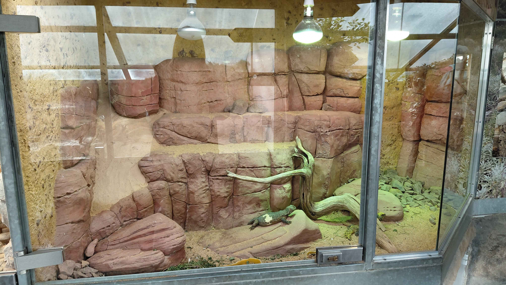 Terrarium - spiny-tailed lizard + skink exhibit