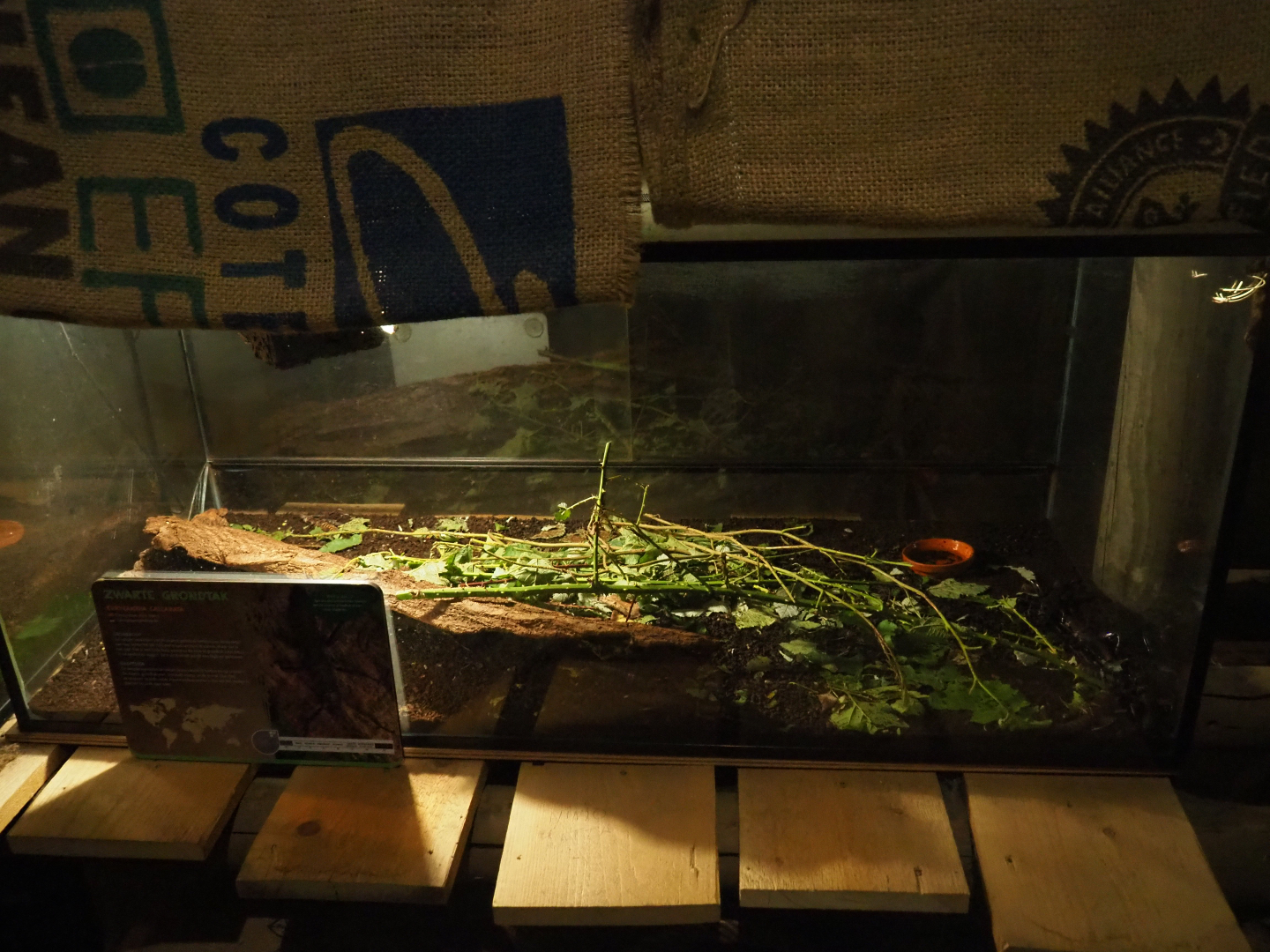 Terrarium Thorny devil stick insects (Eurycantha calcarata), 2019-06-01