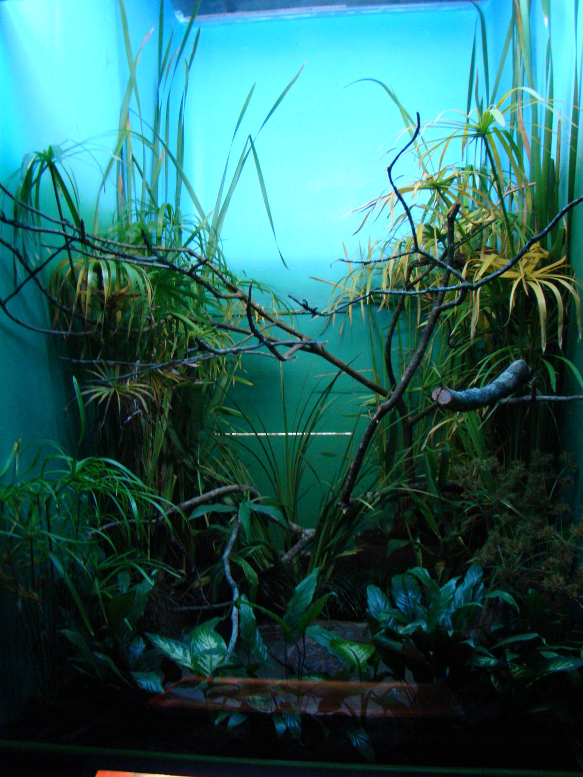 Terrarium Tropidodryas striaticeps