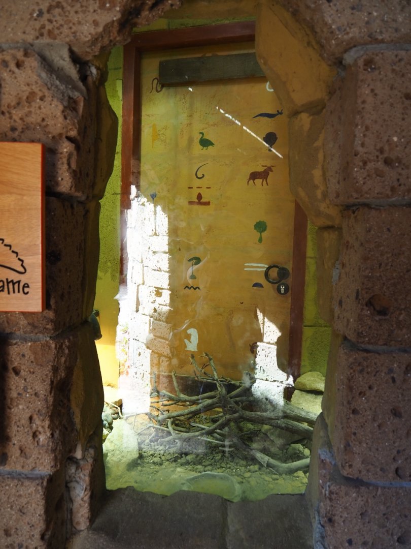 Terrarium Uromastyx acanthinura