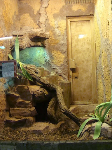 Terrarium - Varanus exanthematicus