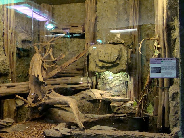 Terrarium - Varanus salvadorii