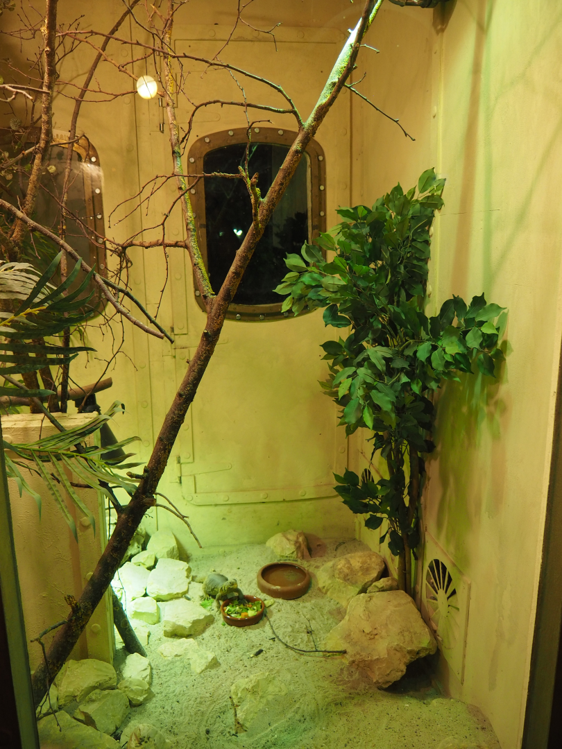 Terrarium Veiled chameleon and North African mastigure, 2020-09-02