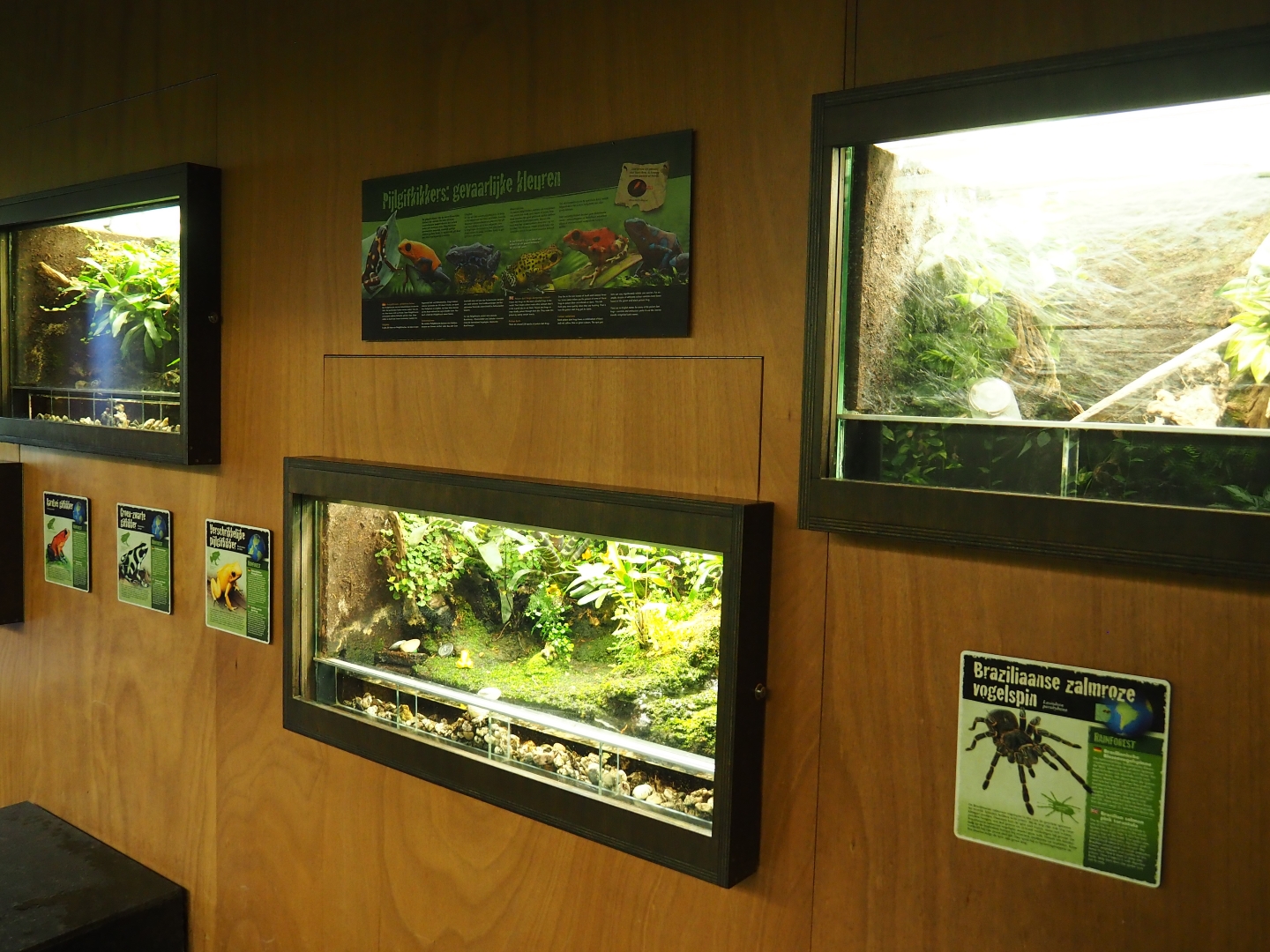 Terrarium wall (Oct 13th, 2018)