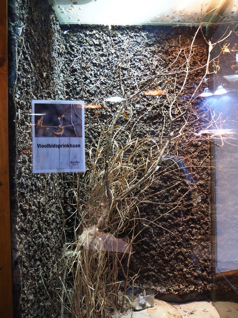 Terrarium wandering violin mantis