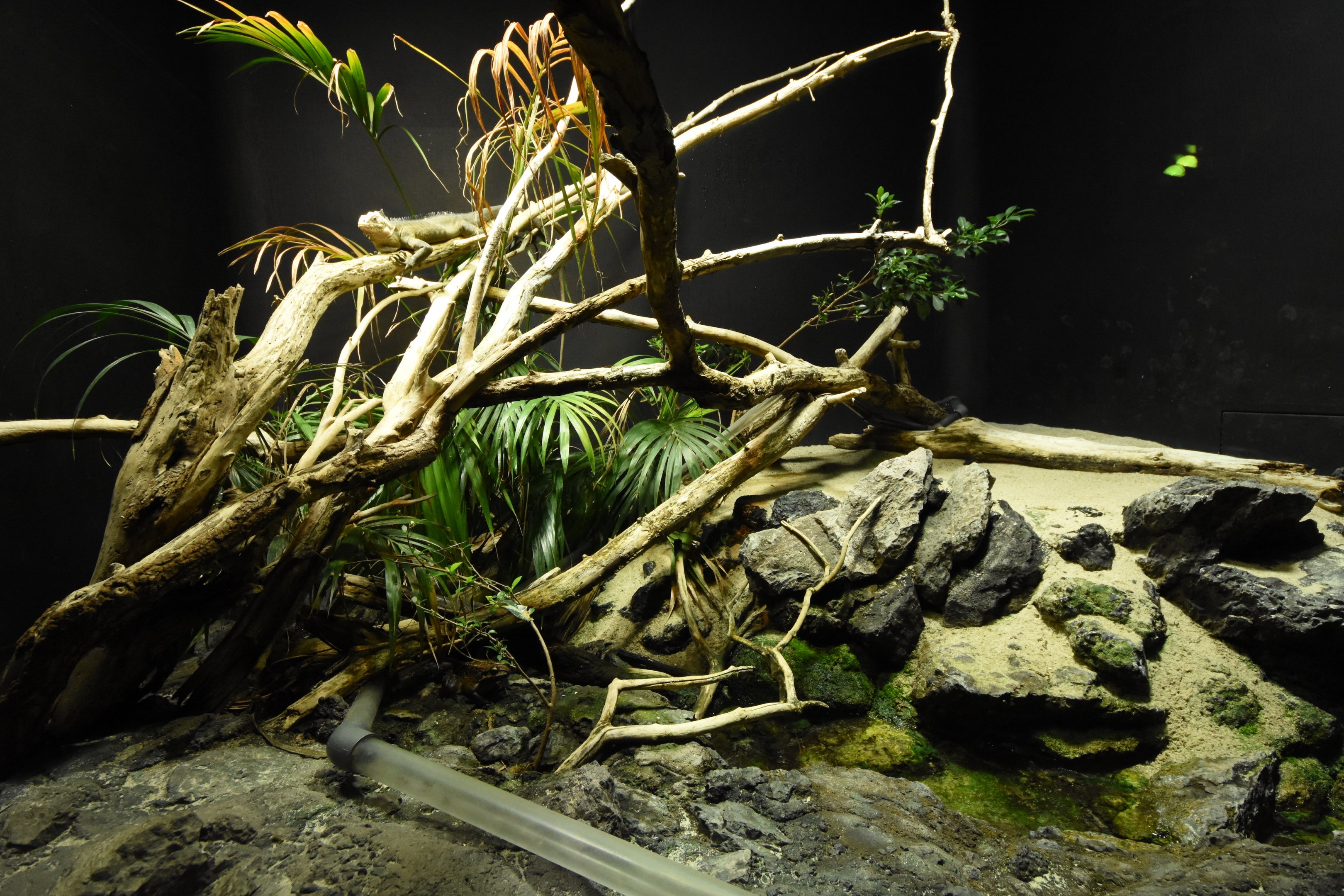 Terrarium - West-Indian iguana