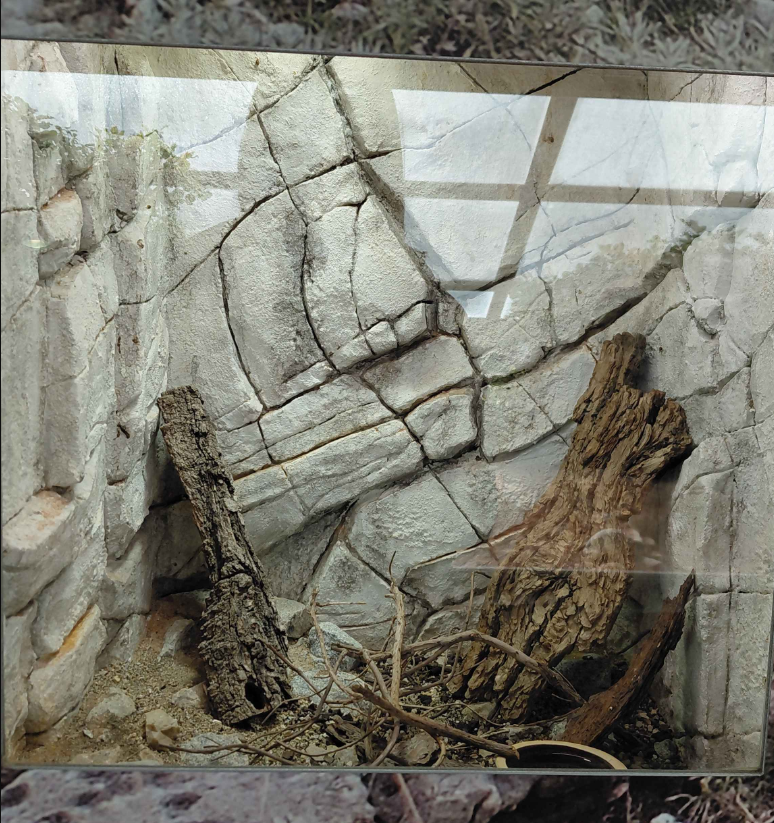 Terrarium - white-spotted gecko exhibit