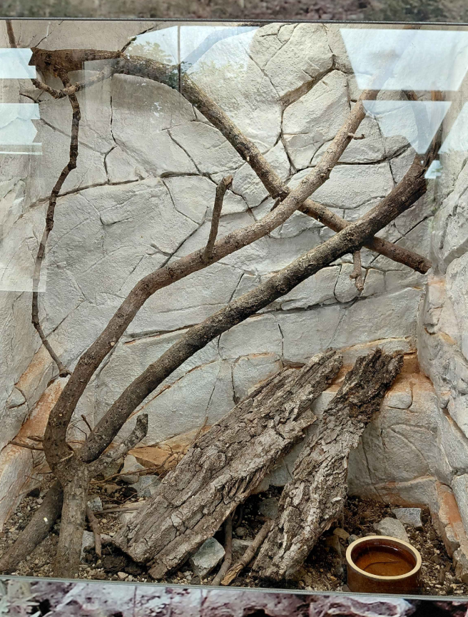 Terrarium - white-spotted gecko exhibit