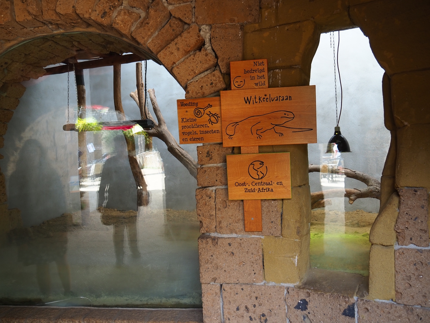 Terrarium white-throated monitors