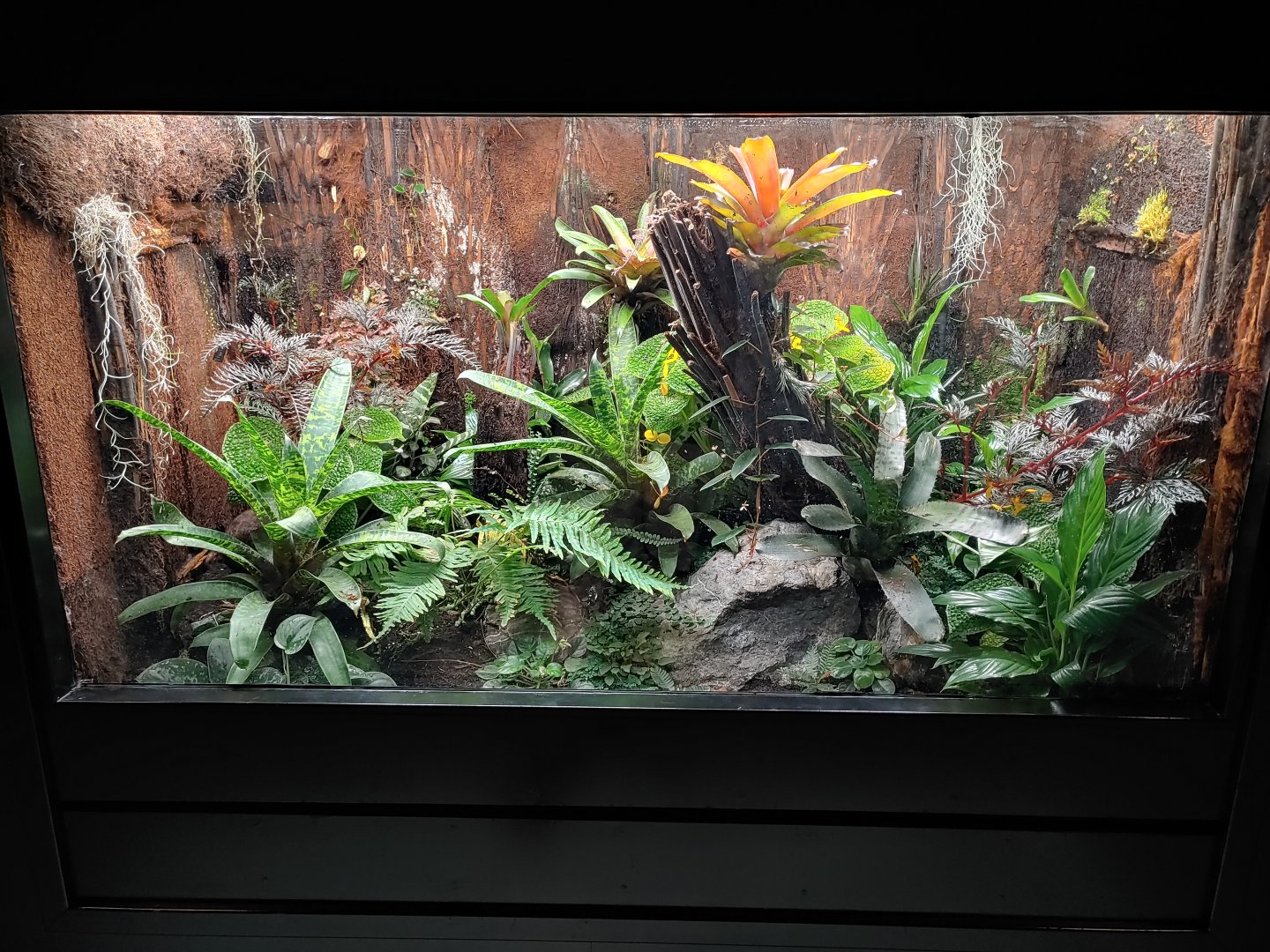 Terrarium with Blue poison dart frogs (Dendrobates tinctorius 'azureus') and Golden Poison Frogs (Phyllobates terribilis).