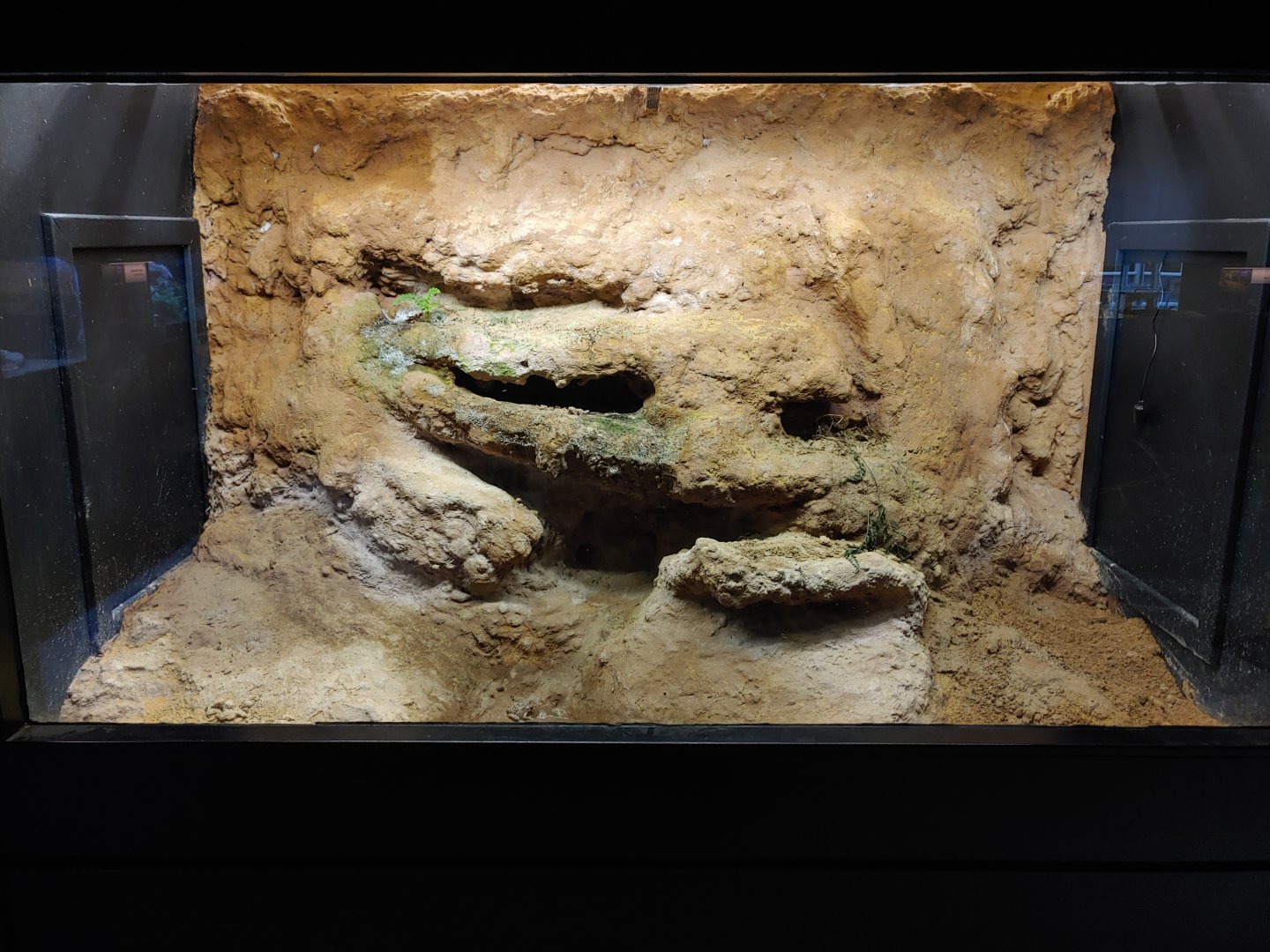 Terrarium with Majorcan midwife toads (Alytes muletensis).