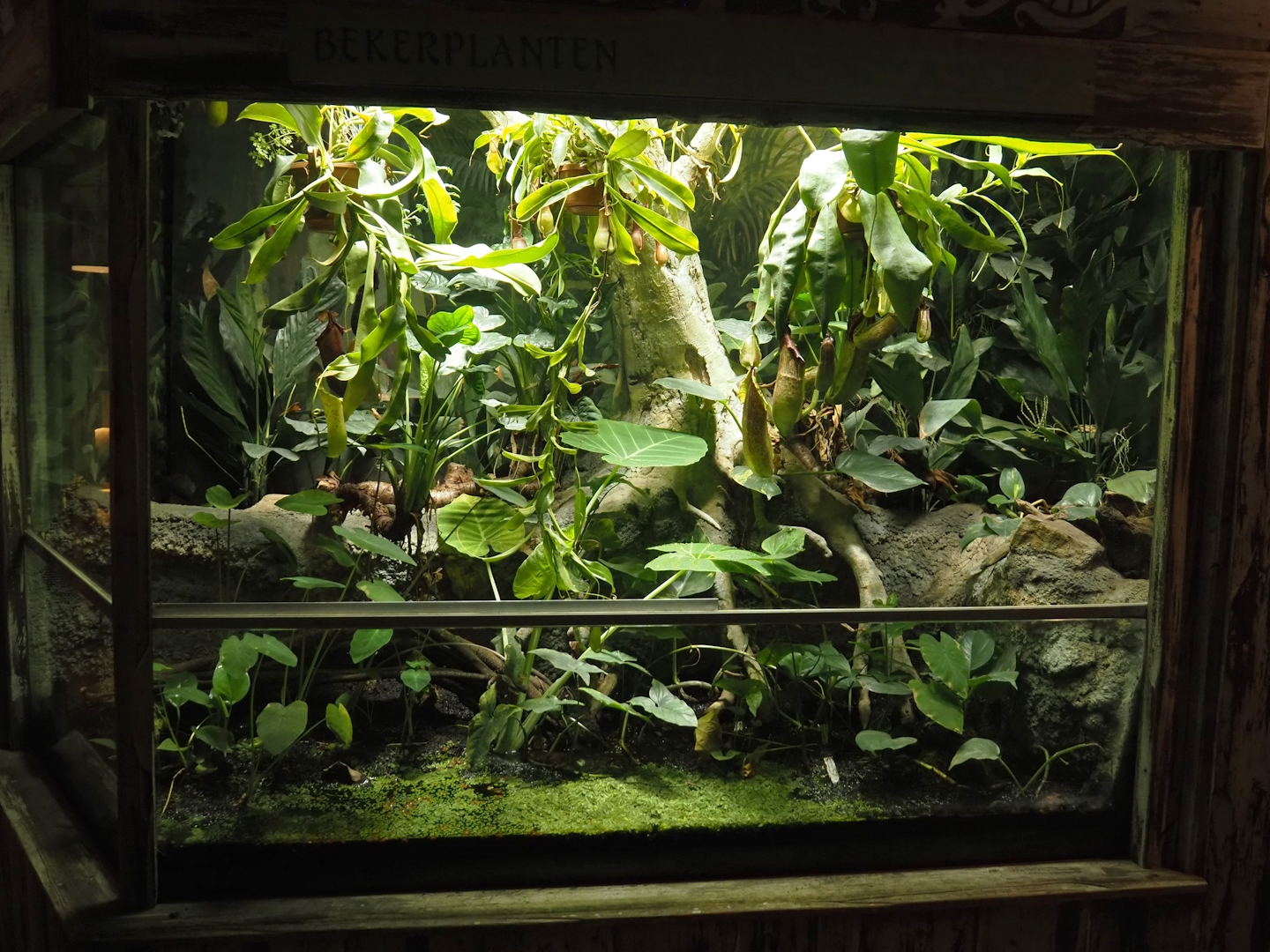 Terrarium with plants, including pitcher plants, 2024-06-30