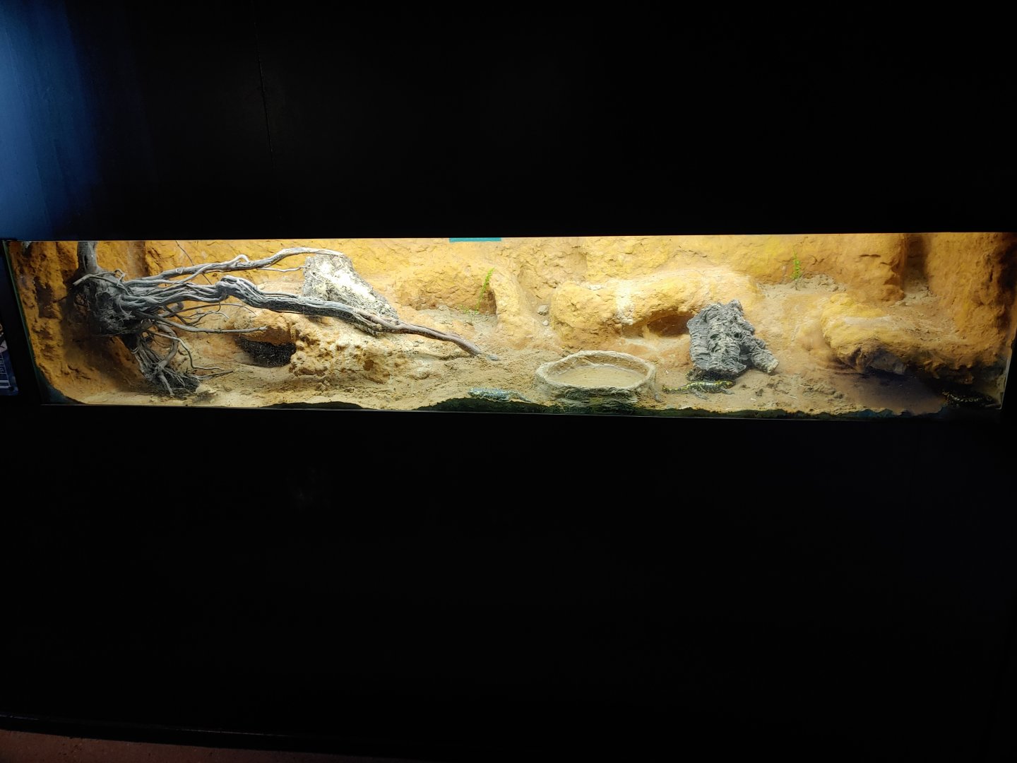 Terrarium with Portuguese fire salamander (Salamandra salamandra gallaica).