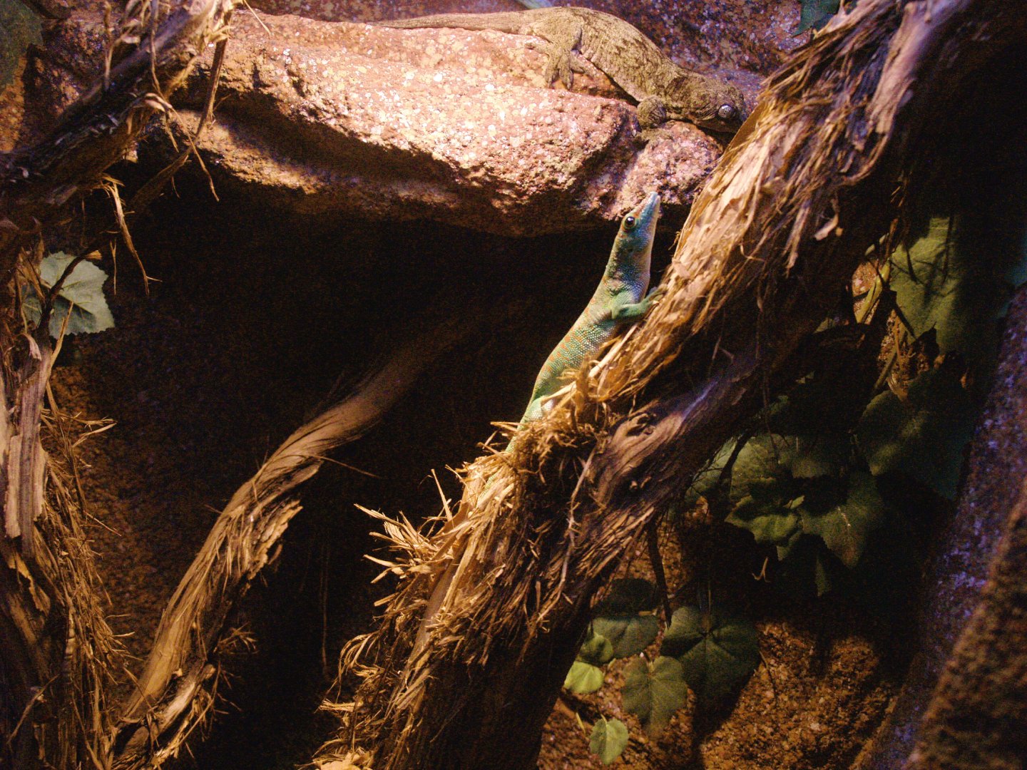 Terrarium with two gecko species, 2009-04-14
