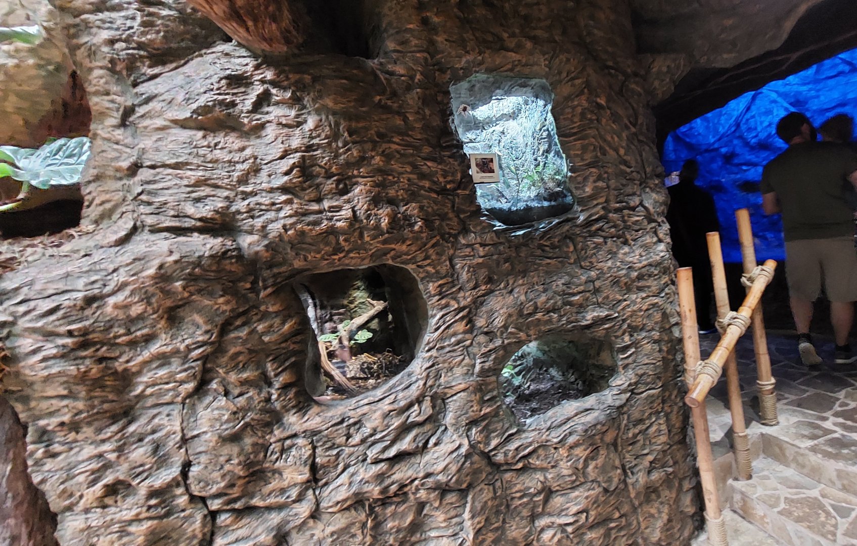 Terrariums- Bats and Bugs