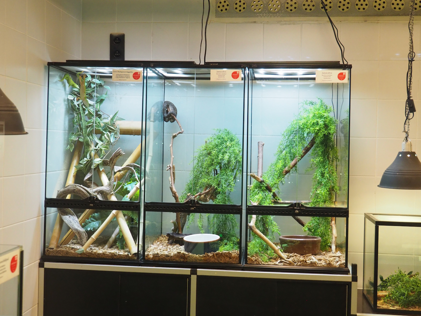 Terrariums for Greater Madagascar day geckos and Jamaican boa in the reptile house nursery, 2023-07-22