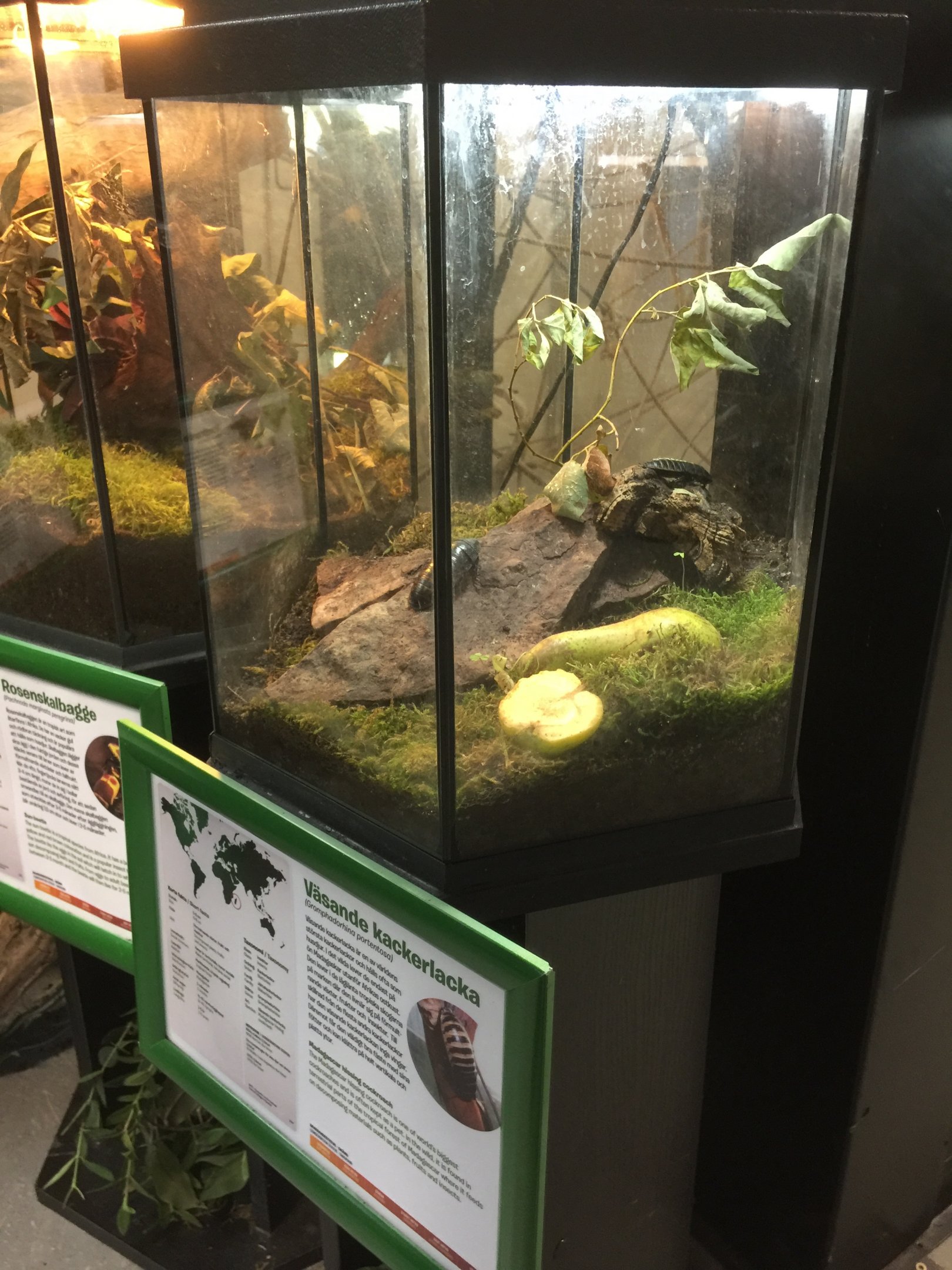 Terrariums in the gibbon house.